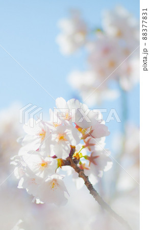 桜の癒し 88377831