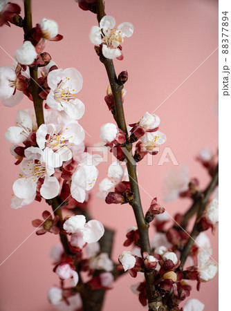 Apricot blossom in spring on a pink background. Template for postcards, greeting cards, garden and nature magazines. 88377894