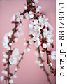 Apricot blossom in spring on a pink background. Template for postcards, greeting cards, garden and nature magazines. 88378051