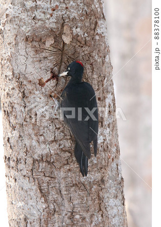 クマゲラ　くまげら　熊啄木鳥　北海道野鳥 88378100