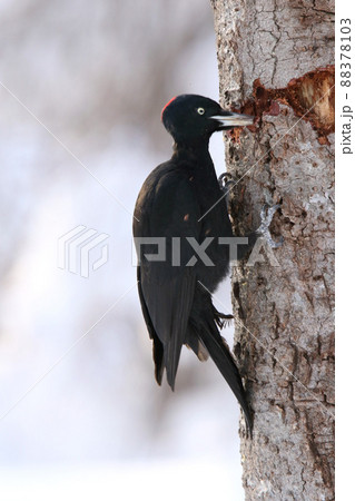 クマゲラ　くまげら　熊啄木鳥　北海道野鳥 88378103
