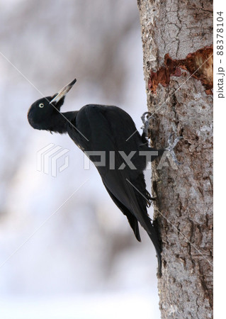 クマゲラ　くまげら　熊啄木鳥　北海道野鳥 88378104