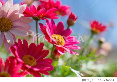 ピンクと赤のマーガレット 88378273