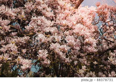 Beautiful flowers of purple blooming magnolia. Spring bloom magnolia trees. Springtime 88378731