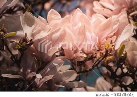 Close up of beautiful flowers of purple blooming magnolia. Spring bloom magnolia trees. Springtime Close up of beautiful flowers of purple blooming magnolia. Spring bloom magnolia trees. Springtime 88378737