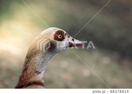 The head of nile goose on a sunny day. Portrait of a beautiful Egyptian goose. 88378819