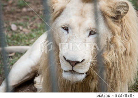 Portrait of sad white lion in the cage and looking through zoo bars. Portrait of sad white lion in the cage and looking through zoo bars. 88378887