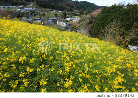 愛媛県伊予市　犬寄峠の黄色い丘 88379142