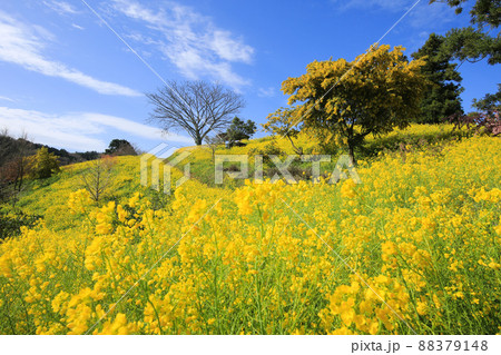 愛媛県伊予市　犬寄峠の黄色い丘 88379148