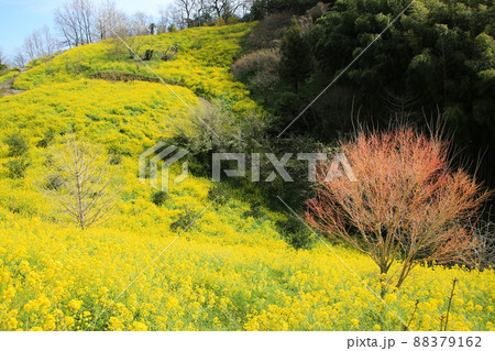 愛媛県伊予市　犬寄峠の黄色い丘 88379162