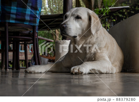 A white labrador retriever dog portrait sitting comfortable in relax time on concrete floor. A white labrador retriever dog portrait sitting comfortable in relax time on concrete floor. 88379280