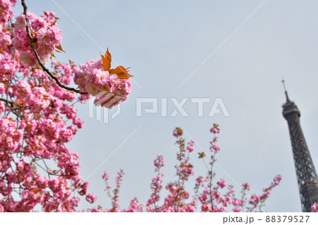 フランス・パリ。トロカデロ庭園に咲いている桜の花とエッフェル塔。2022年3月28日撮影。 フランス・パリ。トロカデロ庭園に咲いている桜の花とエッフェル塔。2022年3月28日撮影。 88379527