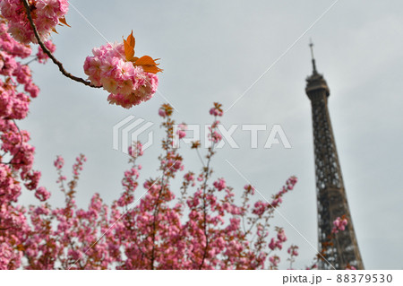 フランス・パリ。トロカデロ庭園に咲いている桜の花とエッフェル塔。2022年3月28日撮影。 フランス・パリ。トロカデロ庭園に咲いている桜の花とエッフェル塔。2022年3月28日撮影。 88379530