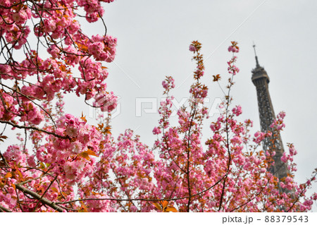 フランス・パリ。トロカデロ庭園に咲いている桜の花とエッフェル塔。2022年3月28日撮影。 フランス・パリ。トロカデロ庭園に咲いている桜の花とエッフェル塔。2022年3月28日撮影。 88379543