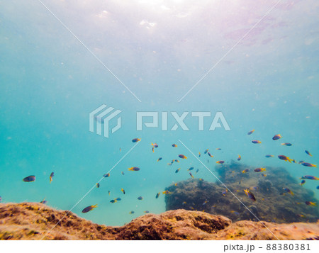Many fish, anemonsand sea creatures, plants and corals under water near the seabed with sand and stones in blue and purple colors seascapes, views, sea life Many fish, anemonsand sea creatures, plants and corals under water near the seabed with sand and stones in blue and purple colors seascapes, views, sea life 88380381