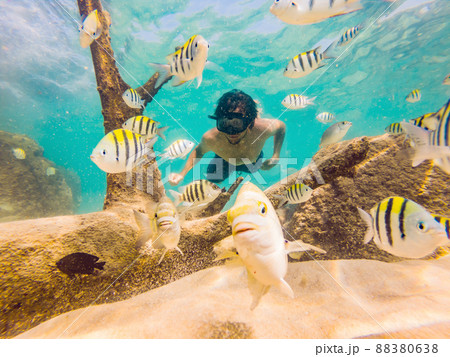 young men snorkeling exploring underwater coral reef landscape background in the deep blue ocean with colorful fish and marine life young men snorkeling exploring underwater coral reef landscape background in the deep blue ocean with colorful fish and marine life 88380638