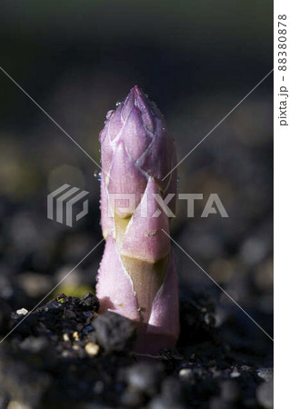 水滴のついたアスパラガスの新芽 水滴のついたアスパラガスの新芽 88380878