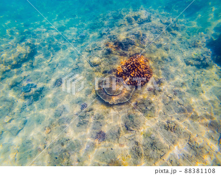 Many fish, anemonsand sea creatures, plants and corals under water near the seabed with sand and stones in blue and purple colors seascapes, views, sea life 88381108