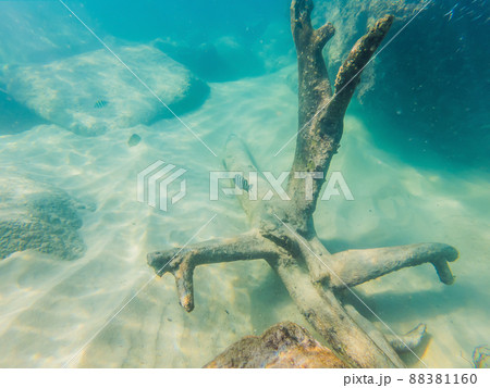 Many fish, anemonsand sea creatures, plants and corals under water near the seabed with sand and stones in blue and purple colors seascapes, views, sea life 88381160