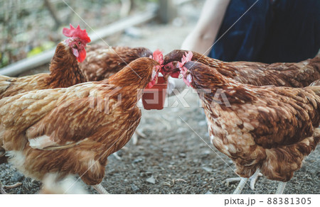 Close up shot of chickens eating food in the farm. Close up shot of chickens eating food in the farm. 88381305