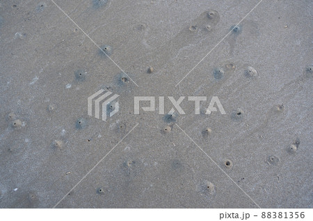 The floating groove of the habitat of Horn-eyed ghost crab or Ocypode on the white sand by the sea. 88381356