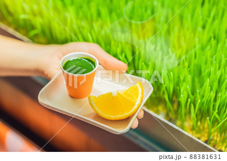 Wheatgrass shot. Juice from wheat grass. Trend of health. wheat grass 88381631