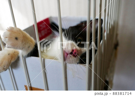 ケージの中で退屈している仔猫 ケージの中で退屈している仔猫 88381714