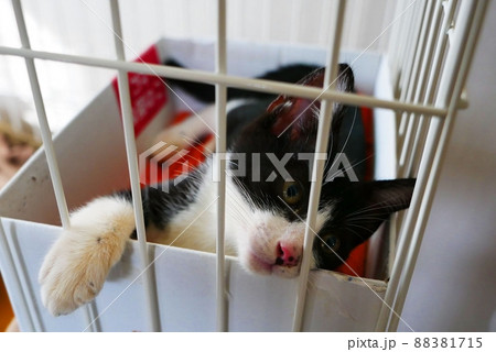 ケージの中で退屈している仔猫 ケージの中で退屈している仔猫 88381715