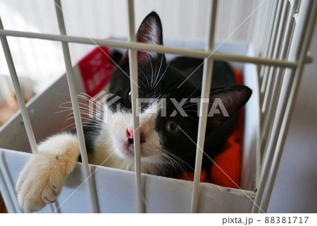 ケージの中で退屈している仔猫 ケージの中で退屈している仔猫 88381717