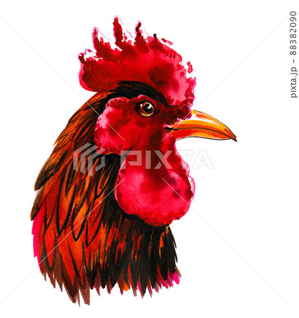 Rooster head. Ink and watercolour drawing Rooster head. Ink and watercolour drawing 88382090