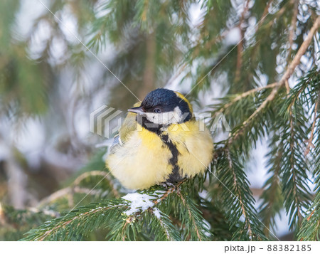 Cute bird Great tit, songbird sitting on the fir branch with snow in winter 88382185