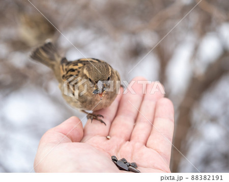 Sparrow eats seeds from a man's hand 88382191