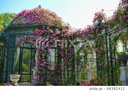 フランスのバラ園　(La Roseraie du Val-de-Marne) 88382412