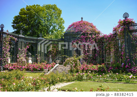 フランスのバラ園 (La Roseraie du Val-de-Marne) フランスのバラ園 (La Roseraie du Val-de-Marne) 88382415