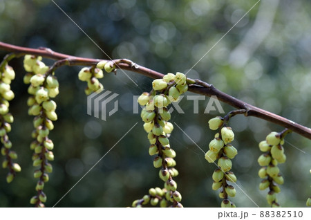 キブシの花 キブシの花 88382510