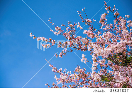 淡いピンクのソメイヨシノと青空 88382837
