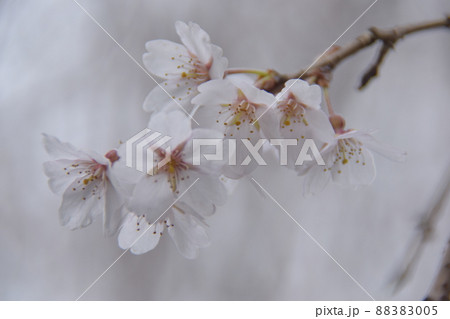 桜 88383005