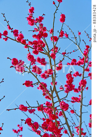 杜の都仙台 早春 広瀬川 愛宕山 大満寺 紅梅 杜の都仙台 早春 広瀬川 愛宕山 大満寺 紅梅 88383428