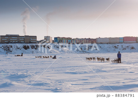 Dog teams ride on the ice of the Anadyr estuary Dog teams ride on the ice of the Anadyr estuary 88384791