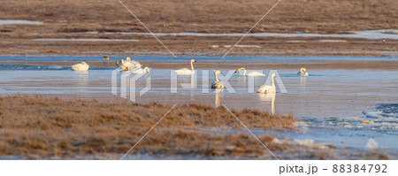 Tundra swan (Cygnus columbianus) Tundra swan (Cygnus columbianus) 88384792