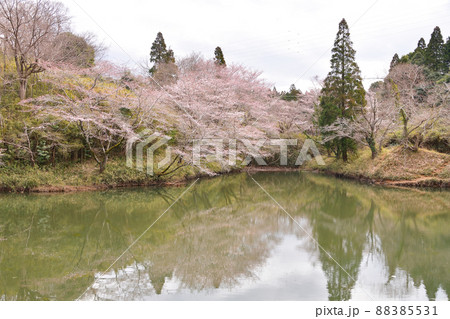 春の吉倉池　千葉県成田市　 88385531