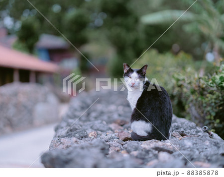 竹富島の猫 88385878