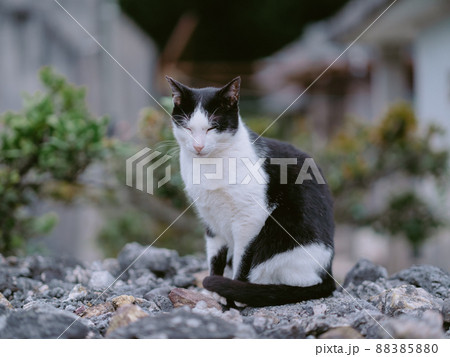竹富島の猫 竹富島の猫 88385880