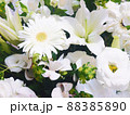 たくさんの白い花 88385890