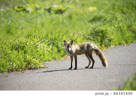 キタキツネ キタキツネ 88385896