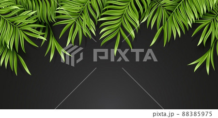 Tropical palm leaf isolated on black background. Realistic green summer plant. Vector illustration 88385975