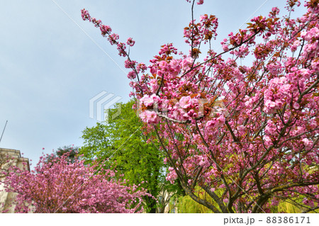 フランス・パリ。トロカデロ庭園に咲いている桜の花。2022年3月28日撮影。 88386171