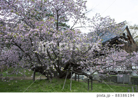 血脈桜 血脈桜 88386194