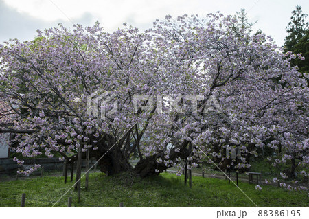 血脈桜 88386195