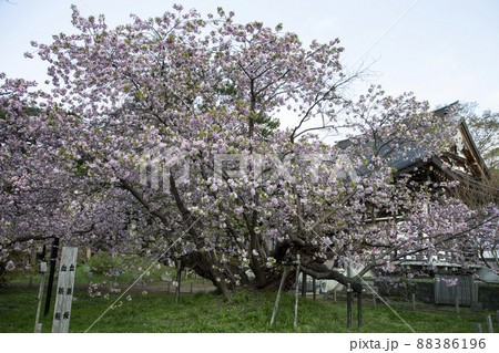 血脈桜 血脈桜 88386196